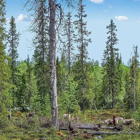 Casa vacanze Rukan Hukka By Interhome Virkkula